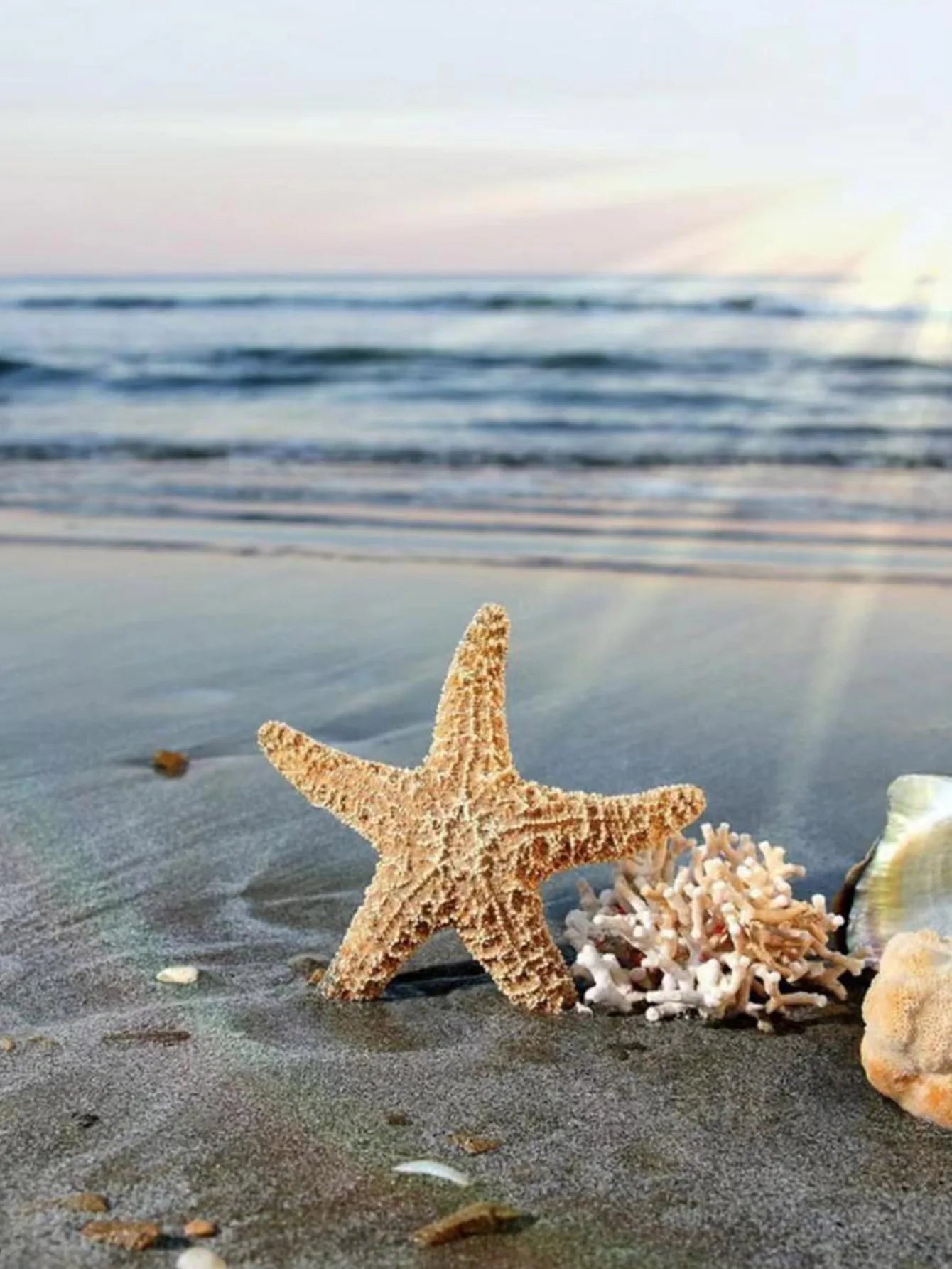 Summer Starfish Stud Earrings - Classic Beach-Inspired Fashion Jewelry